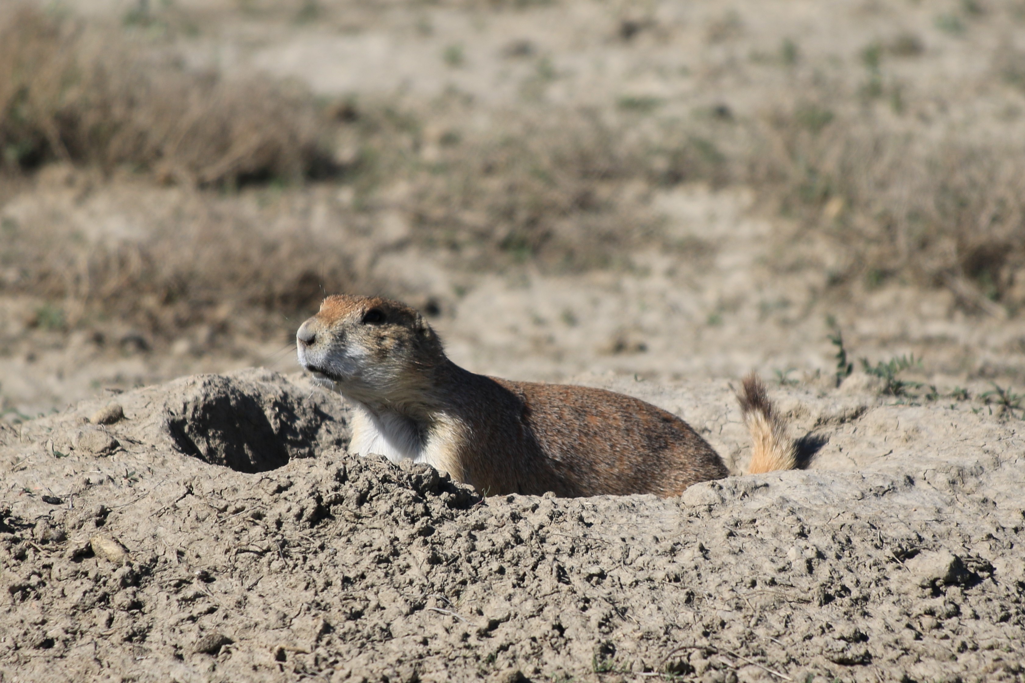 Theodore Roosevelt NP